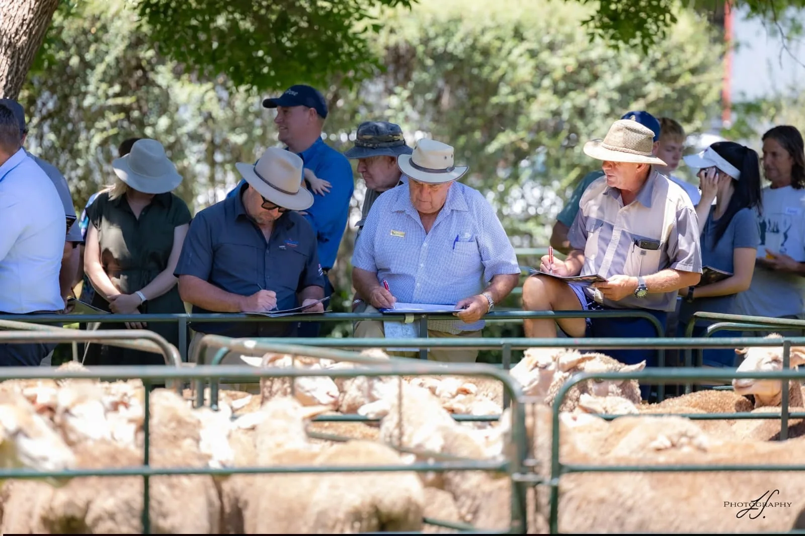 Buyers and farmers following sheep auction activity