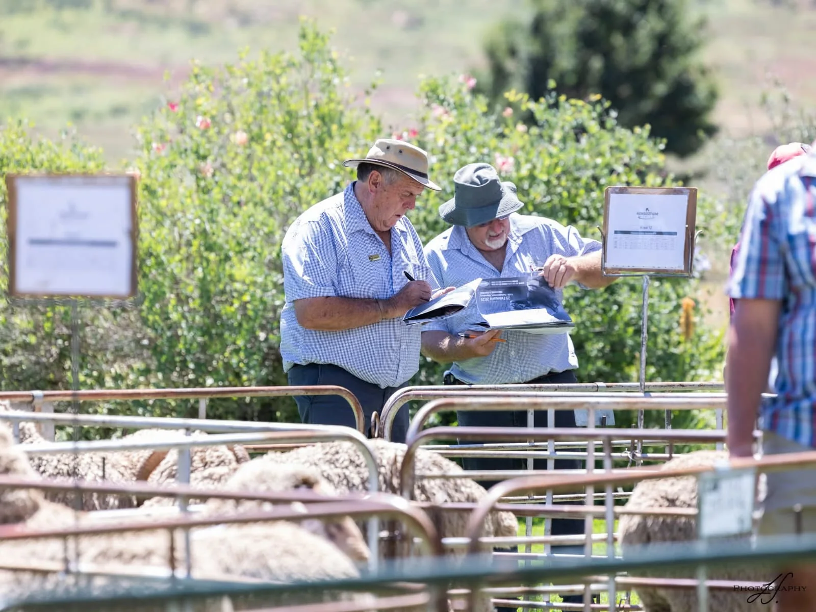 Buyers inspecting livestock before a Sheard auction