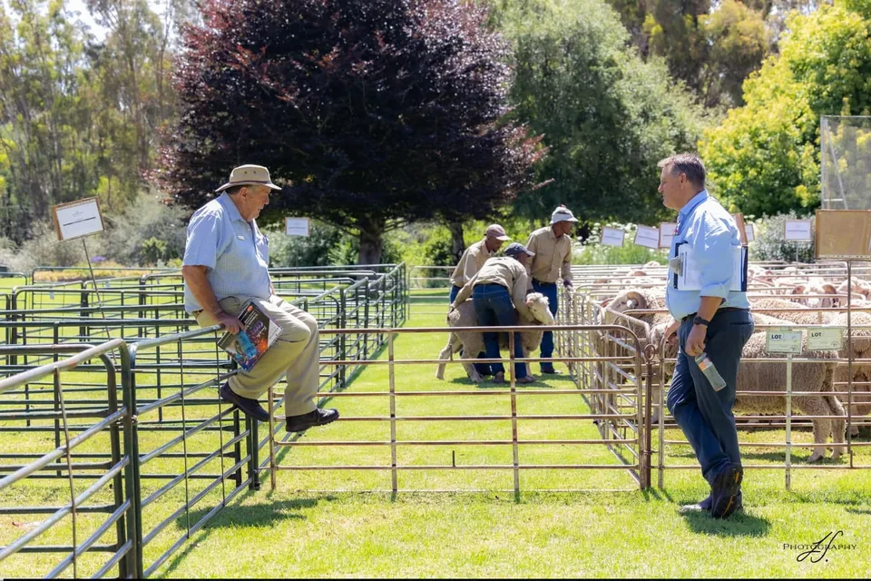Sheep pens prepared for auction
