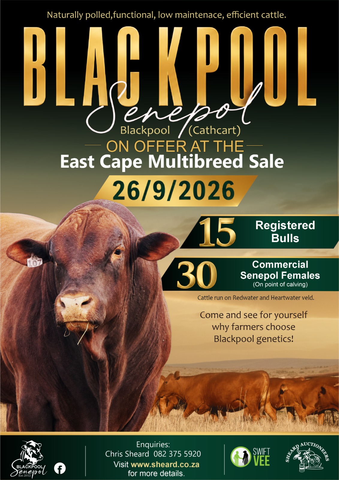 Poster for BLACKPOOL SENEPOL - EASTERN CAPE MULTIBREED SALE